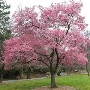 Okame Flowering Cherry Live Plant - 6-12