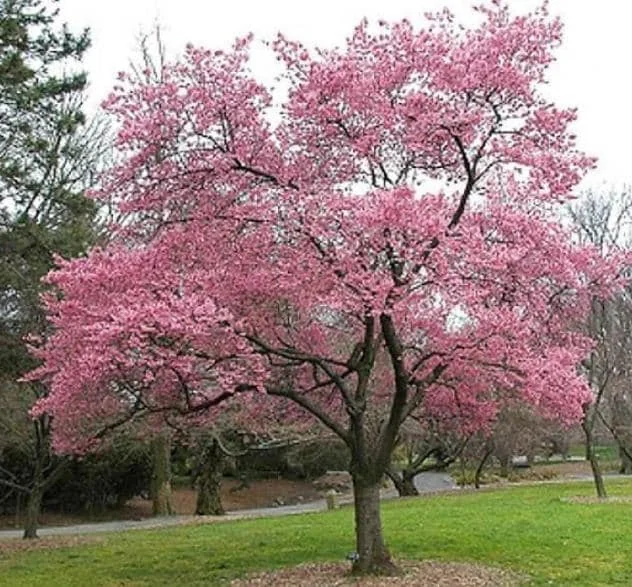 Okame Flowering Cherry Live Plant - 6-12" Tall - 3" Pot - Light Pink Blooms - Image 5