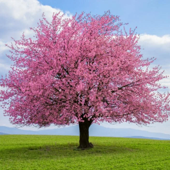 Okame Flowering Cherry Live Plant - 6-12" Tall - 3" Pot - Light Pink Blooms - Image 6