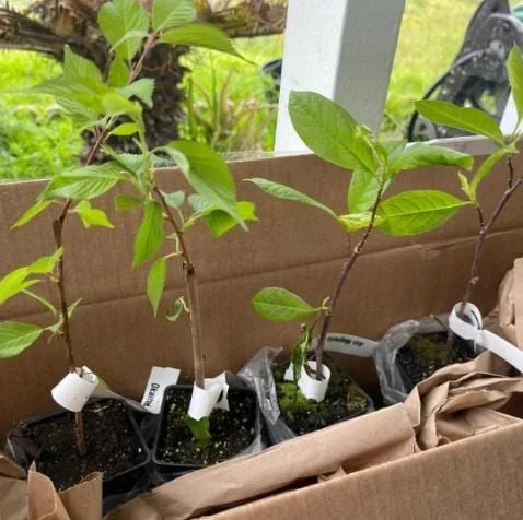 Okame Flowering Cherry Live Plant - 6-12" Tall - 3" Pot - Light Pink Blooms - Image 8