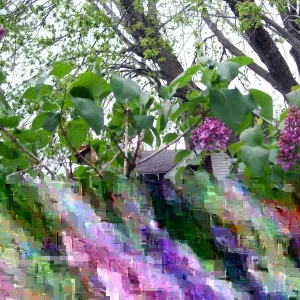 Old Fashion Purple Lilac Bush - Live Bare Root Plant, 16-24 Inches, Set of 2, Outdoor - Image 4