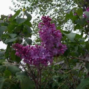 Old Fashion Purple Lilac Bush - Live Bare Root Plant 16-24 Inches Tall - Outdoor Shrub - Image 4