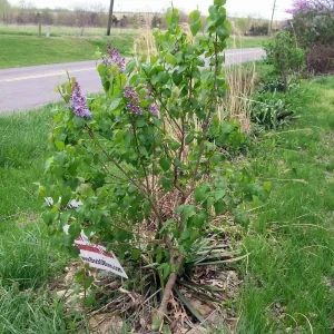 Old Fashion Purple Lilac Bush - Live Bare Root Plant 16-24 Inches Tall - Outdoor Shrub - Image 7