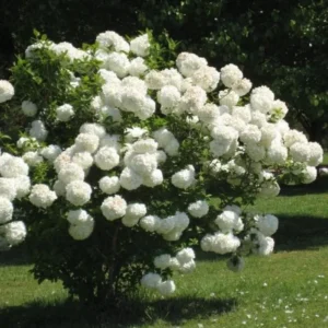 Old Fashion Snowball Viburnum Live Plant - 6-12
