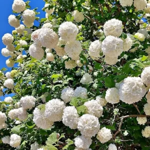 Old Fashion Snowball Viburnum Live Plant - 6-12" Tall, 4" Pot - White Blooms - Image 1