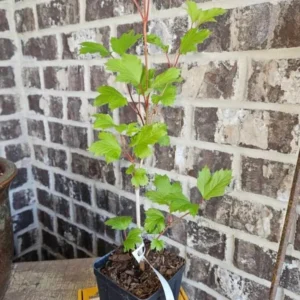 Old Fashion Snowball Viburnum Live Plant - 6-12