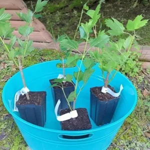 Old Fashion Snowball Viburnum Live Plant – White Blooms, 4-inch Pot, Outdoor Shrub - Image 10