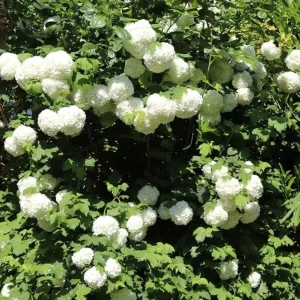 Old Fashion Snowball Viburnum Live Plant – White Blooms, 4-inch Pot, Outdoor Shrub - Image 2