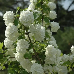 Old Fashion Snowball Viburnum Live Plant – White Blooms, 4-inch Pot, Outdoor Shrub - Image 3