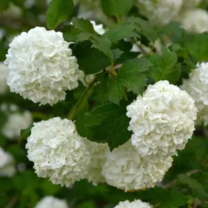 Old Fashion Snowball Viburnum Live Plant – White Blooms, 4-inch Pot, Outdoor Shrub - Image 5