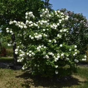 Old Fashion Snowball Viburnum Live Plant – White Blooms, 4-inch Pot, Outdoor Shrub - Image 8