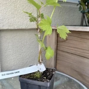 Old Fashion Snowball Viburnum Live Plant – White Blooms, 4-inch Pot, Outdoor Shrub - Image 9