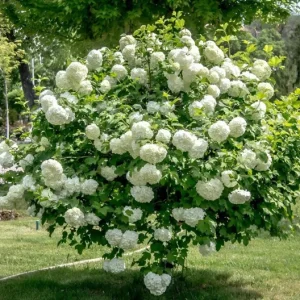 Old Fashion Snowball Viburnum Live Plant – White Blooms, 4-inch Pot, Outdoor Shrub - Image 1