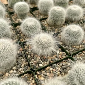 Old Lady Cactus Live Plant – Mammillaria Hahniana – Hairy Cactus – 3.5 inch Pot - Image 1