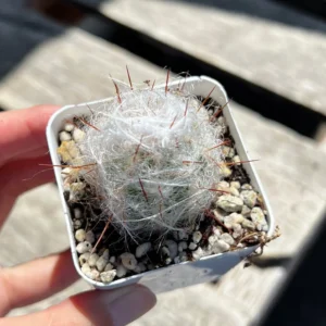 Old Man of the Andes Cactus (Oreocereus Trollii) Live Plant, 3-6 inch Pot, Unique Hairy Succulent - Image 6