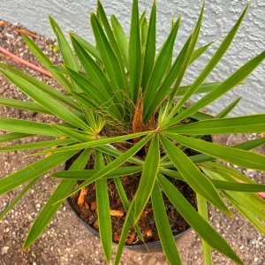 Old Man Palm Live Plant (Coccothrinax Crinita) - 3 Gallon Pot, 12-17 Inches Tall, Indoor/Outdoor - Image 4