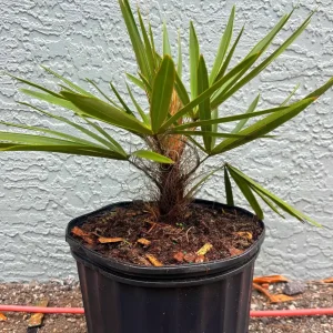 Old Man Palm Live Plant (Coccothrinax Crinita) - 3 Gallon Pot, 12-17 Inches Tall, Indoor/Outdoor - Image 6
