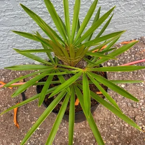 Old Man Palm Live Plant (Coccothrinax Crinita) - 3 Gallon Pot, 12-17 Inches Tall, Indoor/Outdoor - Image 7