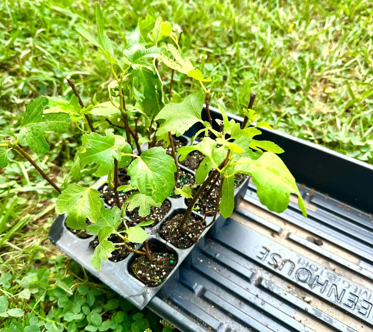 Olympian Fig Tree Live Plant – Cold Hardy Fruit Tree – Sweet Organic Figs – Bare Root - Image 5