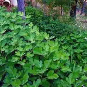 Olympian Fig Tree Live Plant – Cold Hardy Fruit Tree – Sweet Organic Figs – Bare Root - Image 7