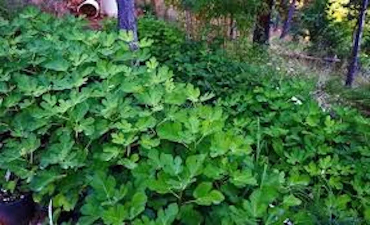 Olympian Fig Tree Live Plant – Cold Hardy Fruit Tree – Sweet Organic Figs – Bare Root - Image 7