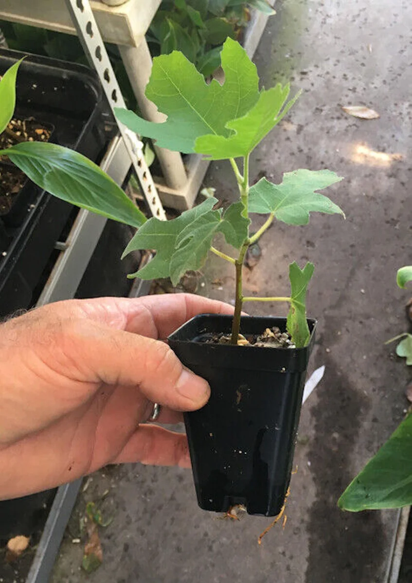 Olympian Fig Tree Live Plant – Cold Hardy Fruit Tree – Sweet Organic Figs – Bare Root - Image 8