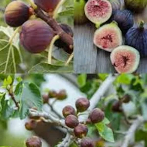 Olympian Fig Tree Live Plant – Cold Hardy Fruit Tree – Sweet Organic Figs – Bare Root - Image 9