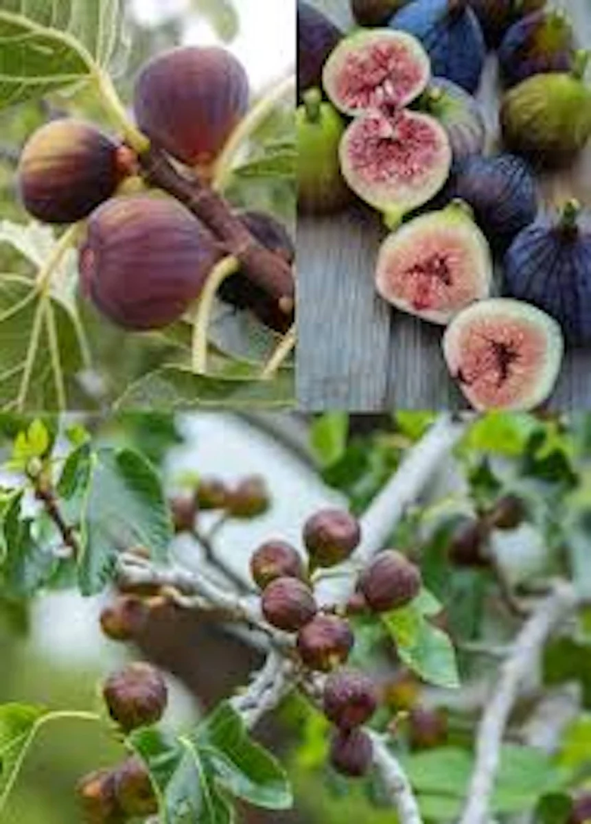 Olympian Fig Tree Live Plant – Cold Hardy Fruit Tree – Sweet Organic Figs – Bare Root - Image 9