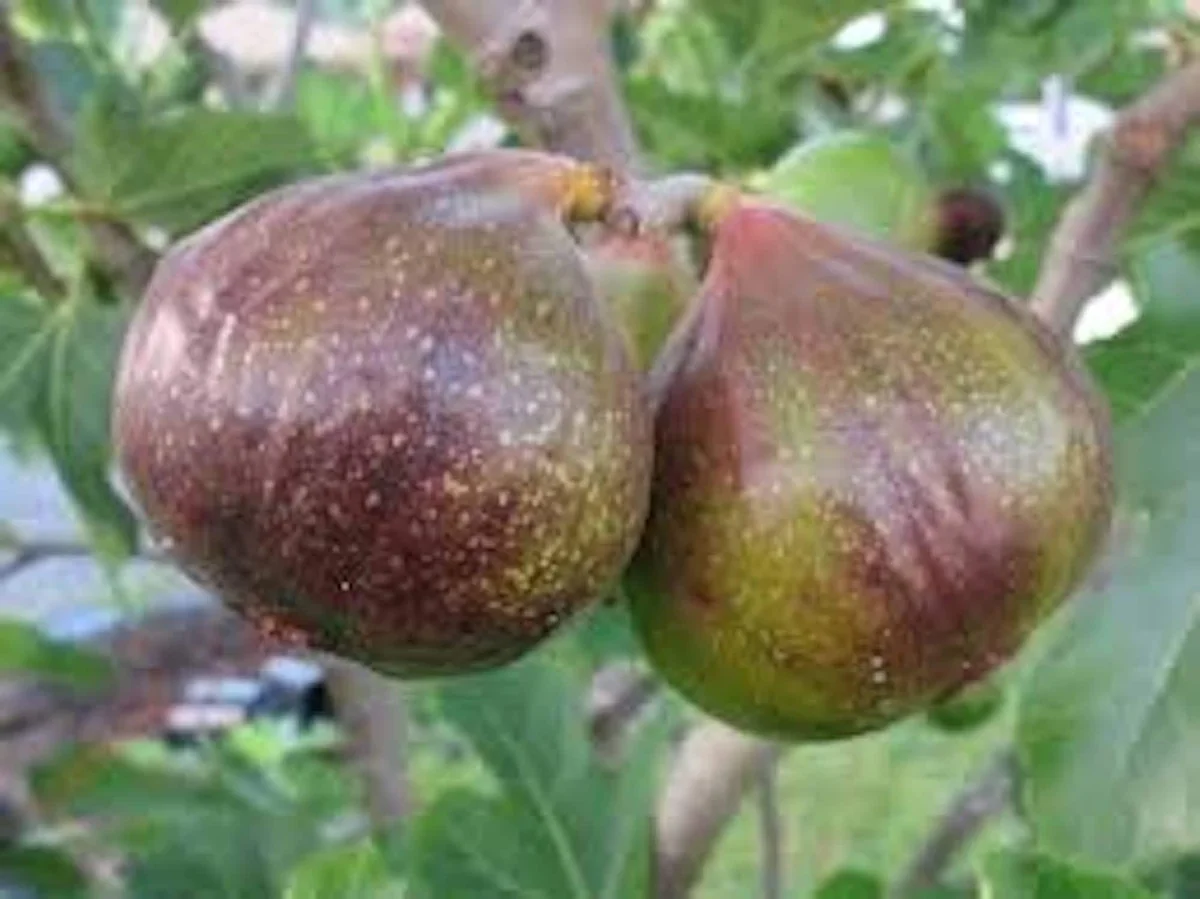 Olympian Fig Tree Live Plant - Cold Hardy, Sweet Purple Fruit, Bare Root, 4-8 ft Mature Height, Zones 6-10 - Image 4