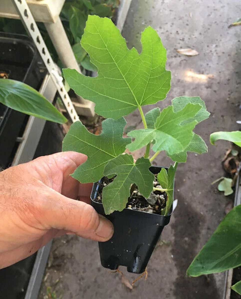 Olympian Fig Tree Live Plant - Cold Hardy, Sweet Purple Fruit, Bare Root, 4-8 ft Mature Height, Zones 6-10 - Image 6
