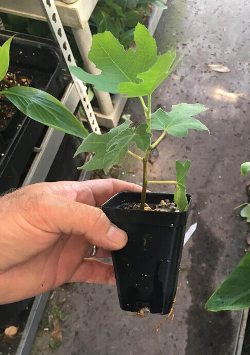 Olympian Fig Tree Live Plant - Cold Hardy, Sweet Purple Fruit, Bare Root, 4-8 ft Mature Height, Zones 6-10 - Image 8
