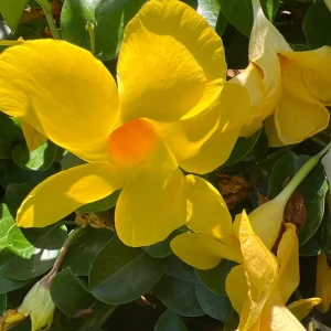 Opal Yellow Dipladenia Live Plant – Vining Mandevilla – 1 Gallon Pot – Outdoor - Image 2