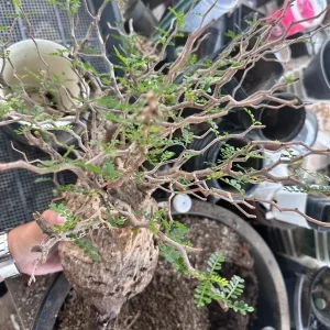 Operculicarya Pachypus Seeds - 5 Rare Succulent Bonsai Seeds - Fast Growing, Multicolor - Image 1