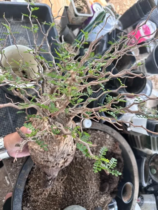 Operculicarya Pachypus Seeds - 5 Rare Succulent Bonsai Seeds - Fast Growing, Multicolor - Image 1