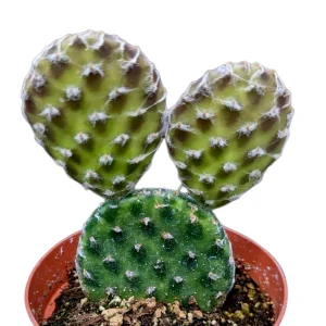Opuntia decumbens Cactus Live Plant – Drought-Tolerant Succulent - Image 1