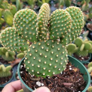 Opuntia Microdasys 'Golden Bunny Ears' Cactus Live Plant - Potted Succulent - Image 1