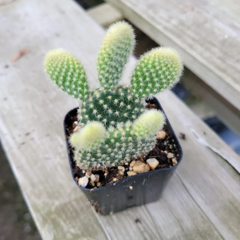 Opuntia microdasys 'Golden Bunny Ears' 6 Inch