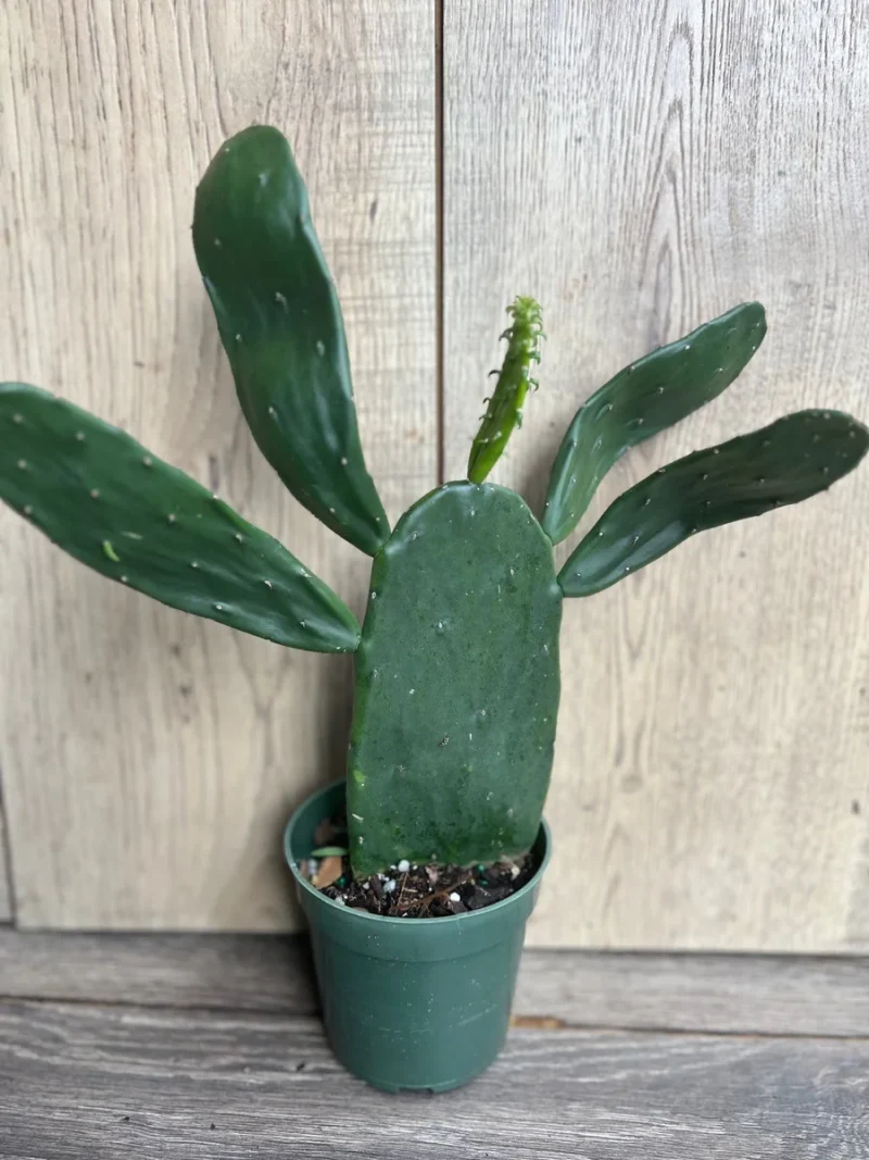 Opuntia Prickly Pear Cactus Live Plant in 4" Pot - Easy Care