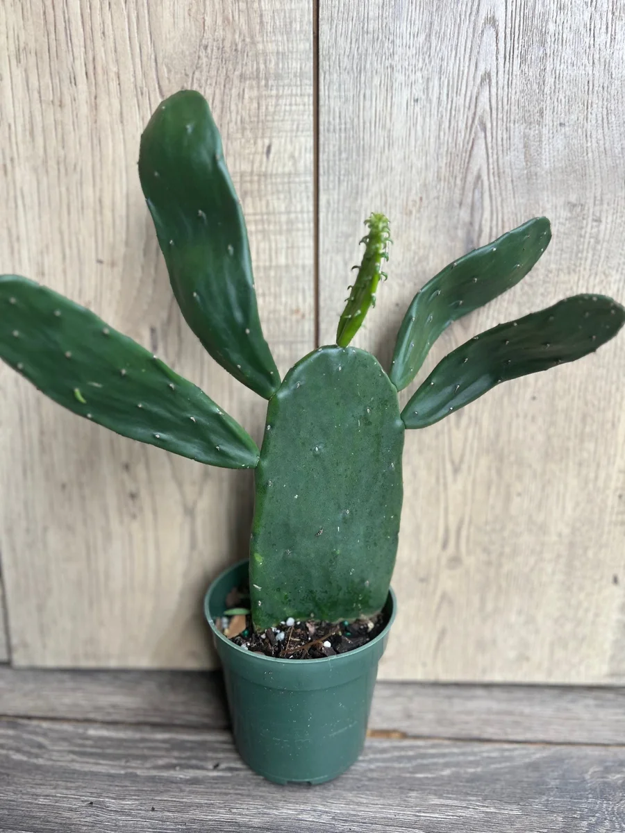 Opuntia Prickly Pear Cactus Live Plant - Edible Paddle Cactus in 4" Pot - Image 2