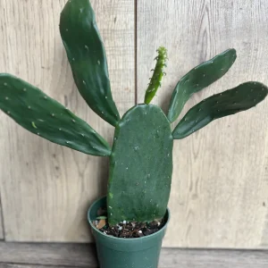 Opuntia Prickly Pear Cactus Live Plant - Edible Paddle Cactus in 4
