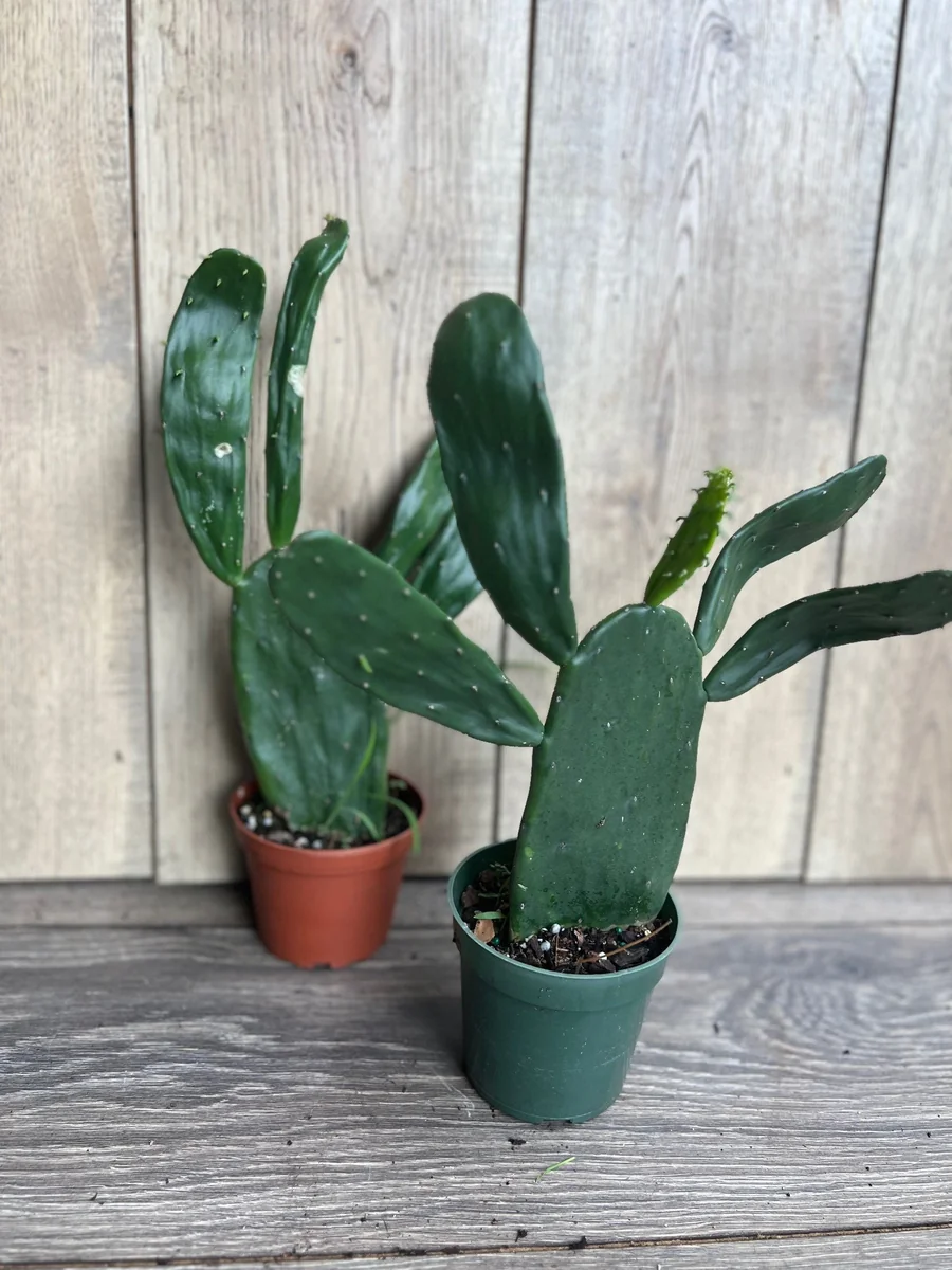 Opuntia Prickly Pear Cactus Live Plant - Edible Paddle Cactus in 4" Pot - Image 4