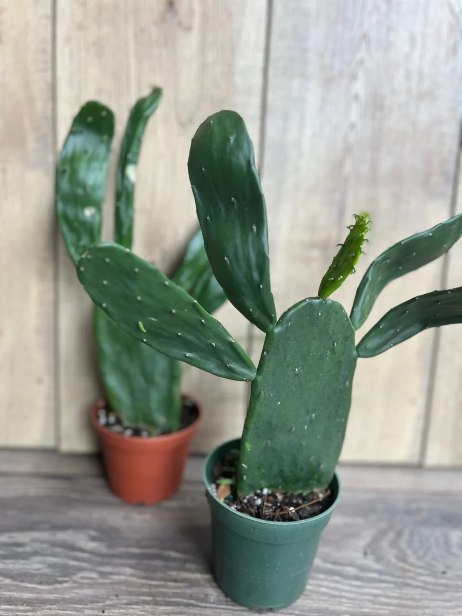 Opuntia Prickly Pear Cactus Live Plant - Edible Paddle Cactus in 4" Pot - Image 5