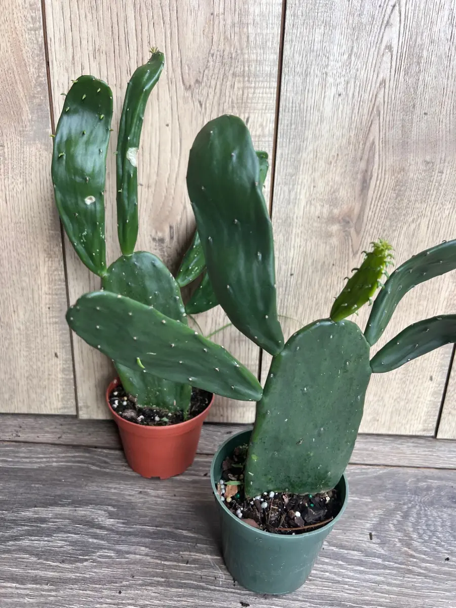 Opuntia Prickly Pear Cactus Live Plant - Edible Paddle Cactus in 4" Pot - Image 1