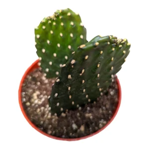 Opuntia rubescens 'Road Kill Cactus' Live Succulent Plant - Unique Cactus - Image 5