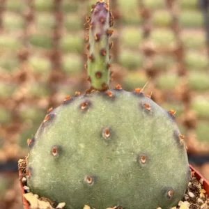 Opuntia Santa Rita Red Prickly Pear Cactus Live Plant 4 inch Pot Outdoor - Image 2