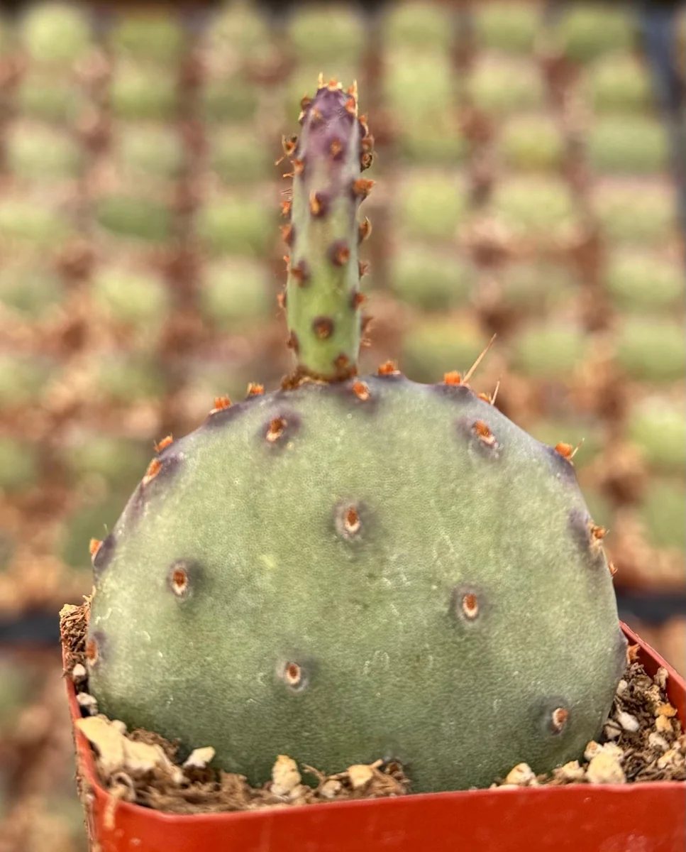 Opuntia Santa Rita Red Prickly Pear Cactus Live Plant 4 inch Pot Outdoor - Image 2