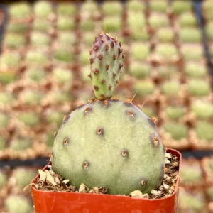 Opuntia Santa Rita Red Prickly Pear Cactus Live Plant 4 inch Pot Outdoor - Image 3