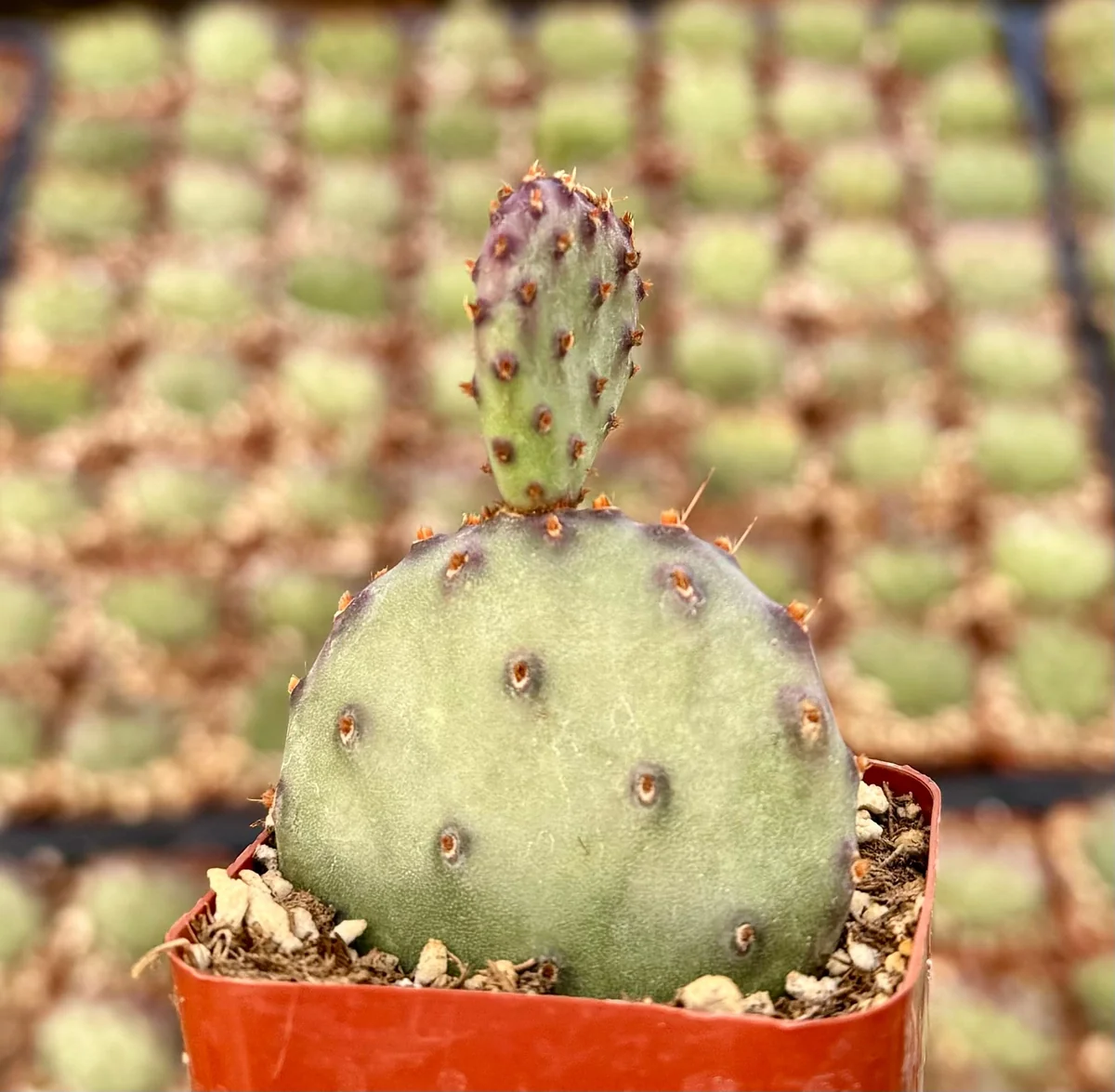 Opuntia Santa Rita Red Prickly Pear Cactus Live Plant 4 inch Pot Outdoor - Image 3