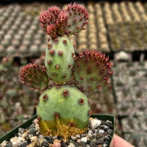 Opuntia Santa Rita Red Prickly Pear Cactus Live Plant 4 inch Pot Outdoor - Image 1