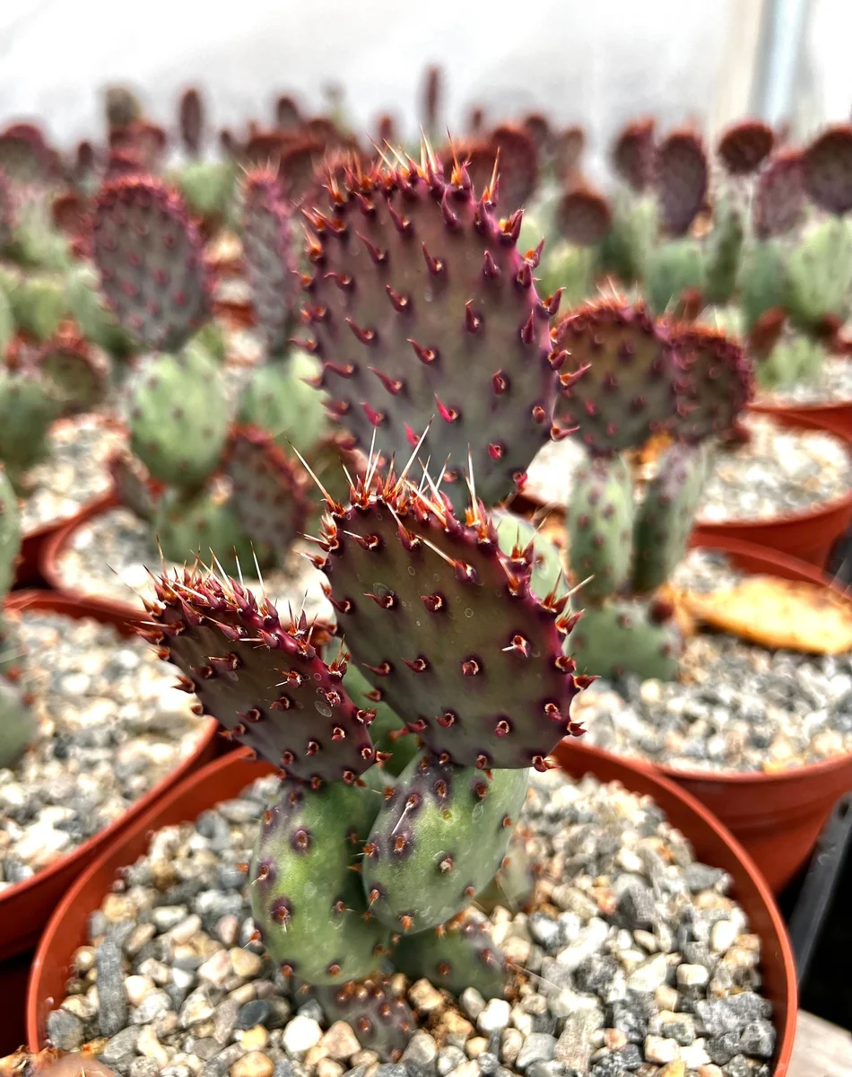 Opuntia Santa Rita Red Prickly Pear Cactus Live Plant 4 inch Pot Outdoor - Image 4